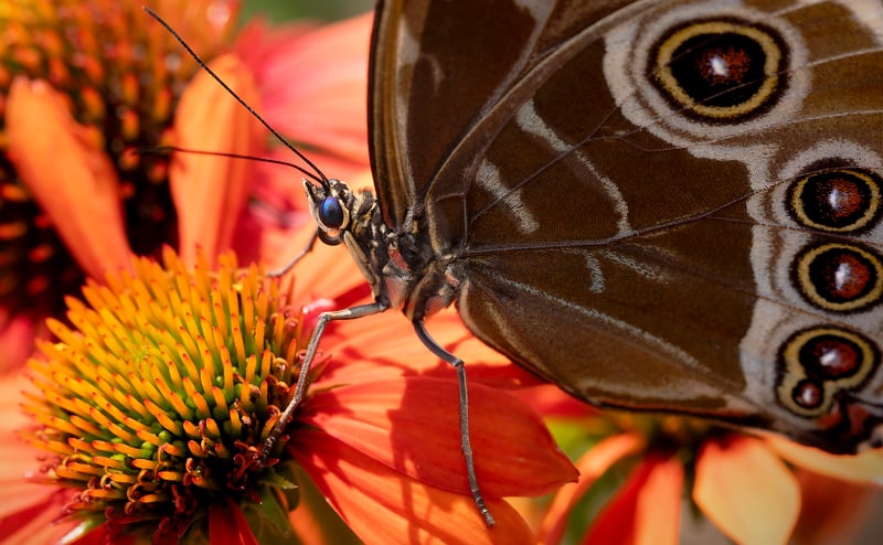 Butterfly Effect